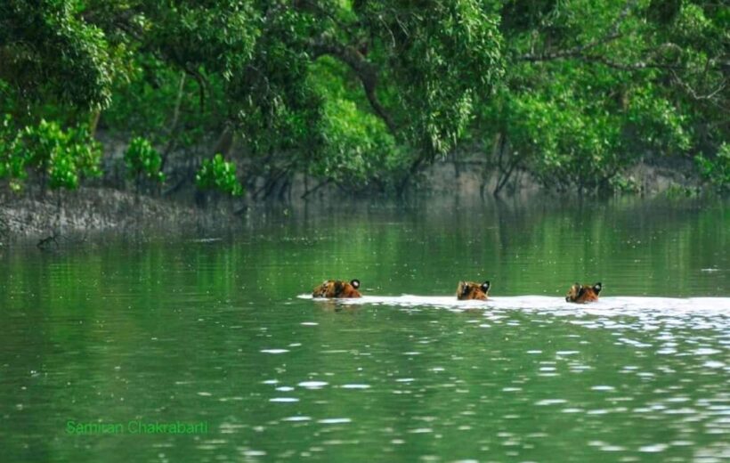 Sundarban 2 Nights 3 Days Tour Package