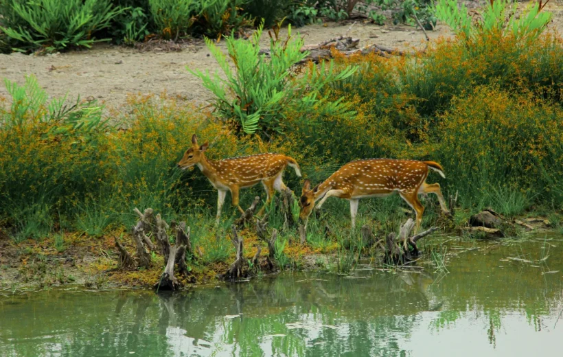 Sundarban 1 Night 2 Days Tour Package